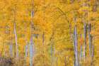 USA, Colorado, Uncompahgre National Forest. Autumn forest landscape. Art Print